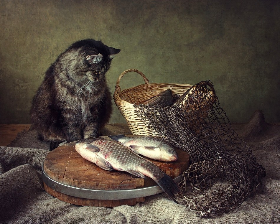 На то и кот, чтоб карась не дремал | Фотограф Ирина Приходько | foto.by фото.бай