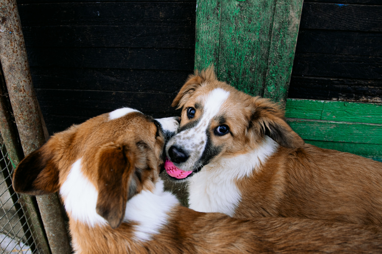 Фотограф в Минске - семейный, свадебный, репортажный фотограф. Фотосъёмка крещения, дня рождения, юбилея, венчания, корпоратива в Минске., фотография от 18.02.2026