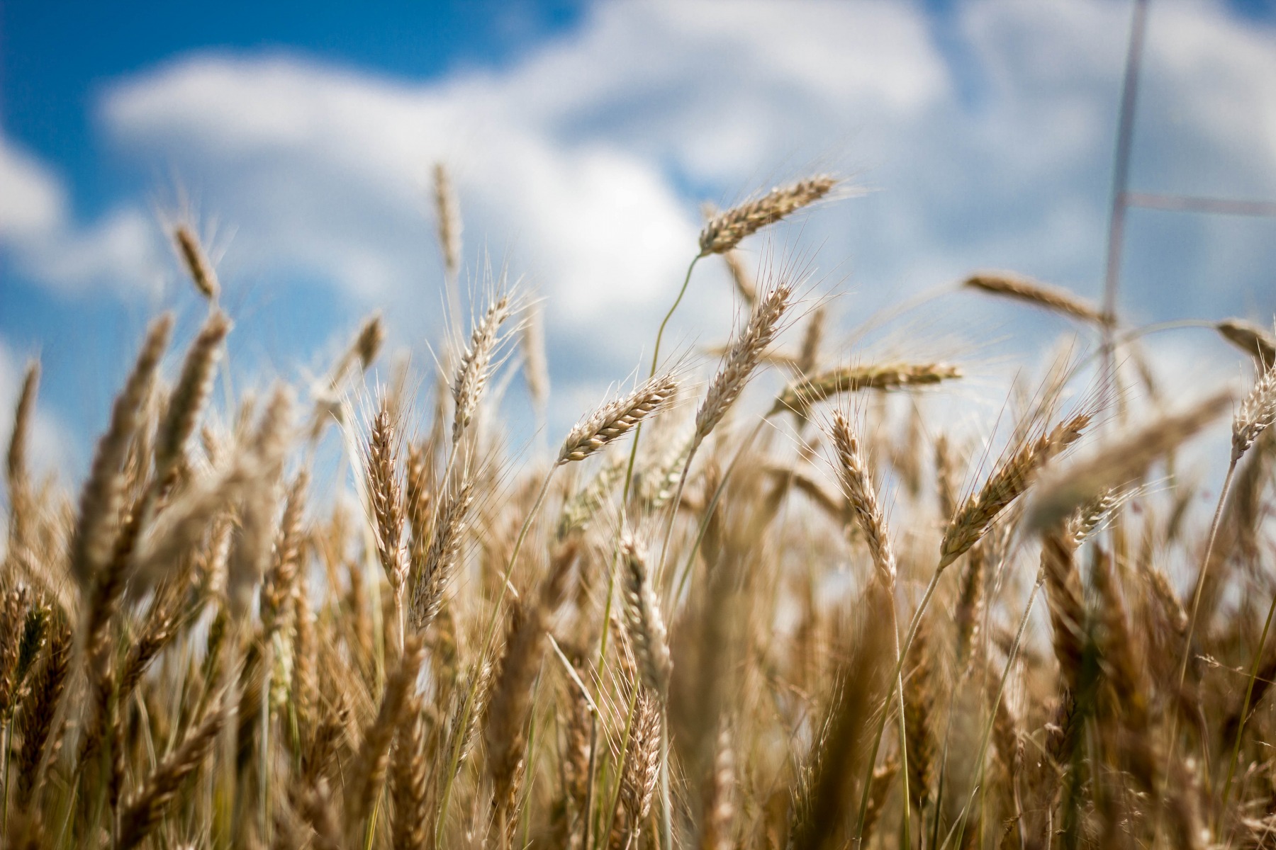 Пшеница | Фотограф Александр Сечко | foto.by фото.бай