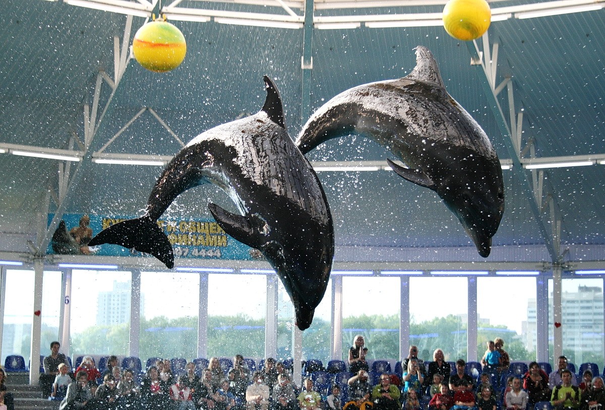 Дельфины учаться летать... | Фотограф Микола Пташников | foto.by фото.бай