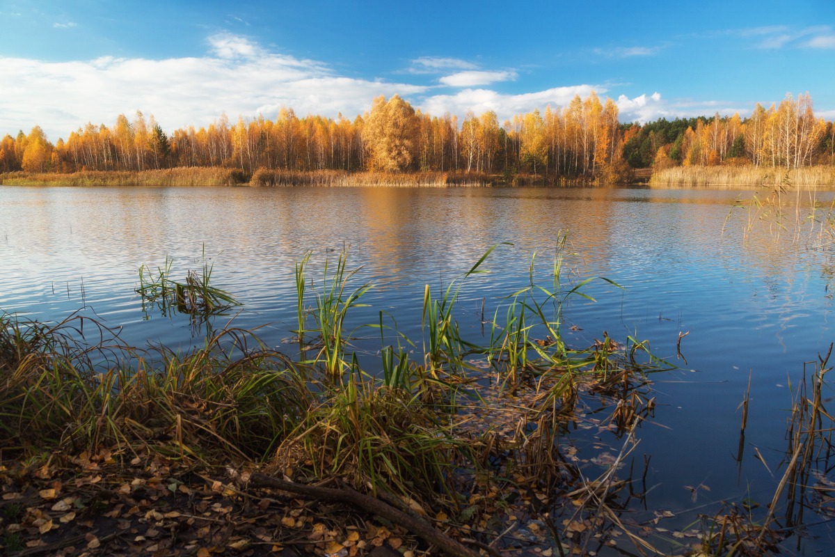 И в золоте утопала осень... | Фотограф Александр Удовиченко | foto.by фото.бай