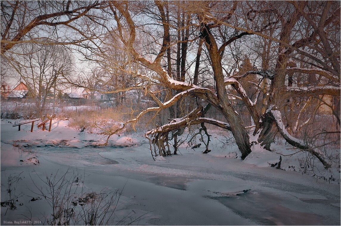 Морозным вечером у реки | Фотограф Диана Буглак-Диковицкая | foto.by фото.бай