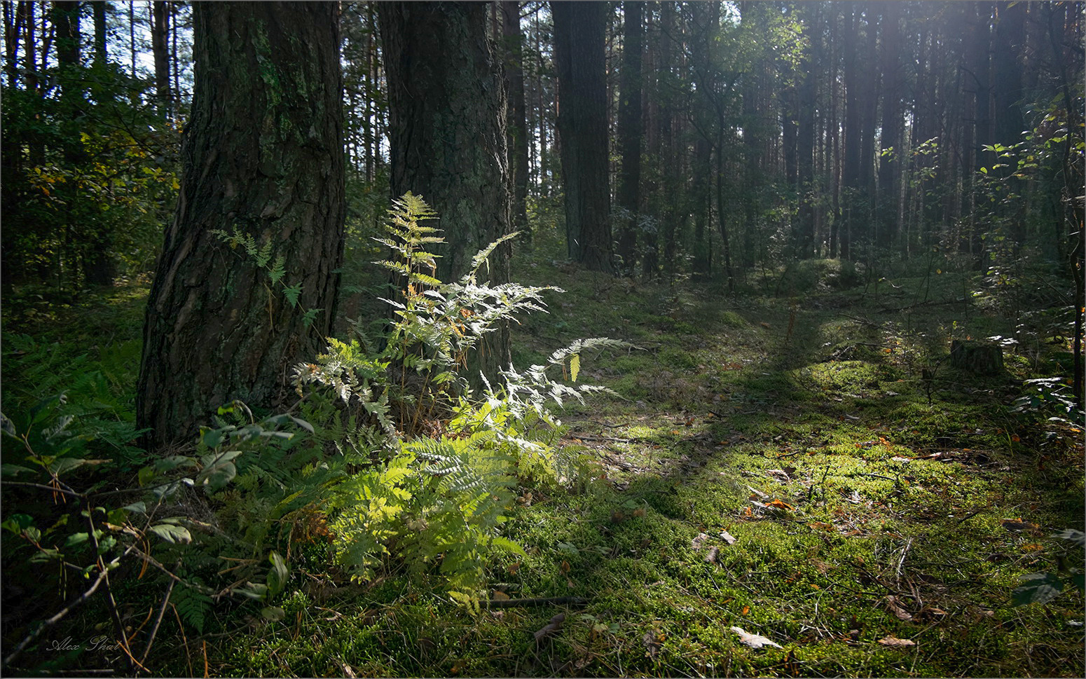 Утро в лесу | Фотограф Александр Шатохин | foto.by фото.бай