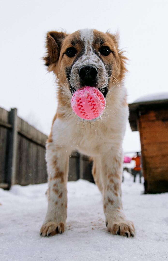 Фотограф в Минске - семейный, свадебный, репортажный фотограф. Фотосъёмка крещения, дня рождения, юбилея, венчания, корпоратива в Минске., фотография от 18.02.2026