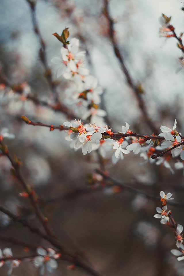 Весна | Фотограф Александр Владимирович | foto.by фото.бай