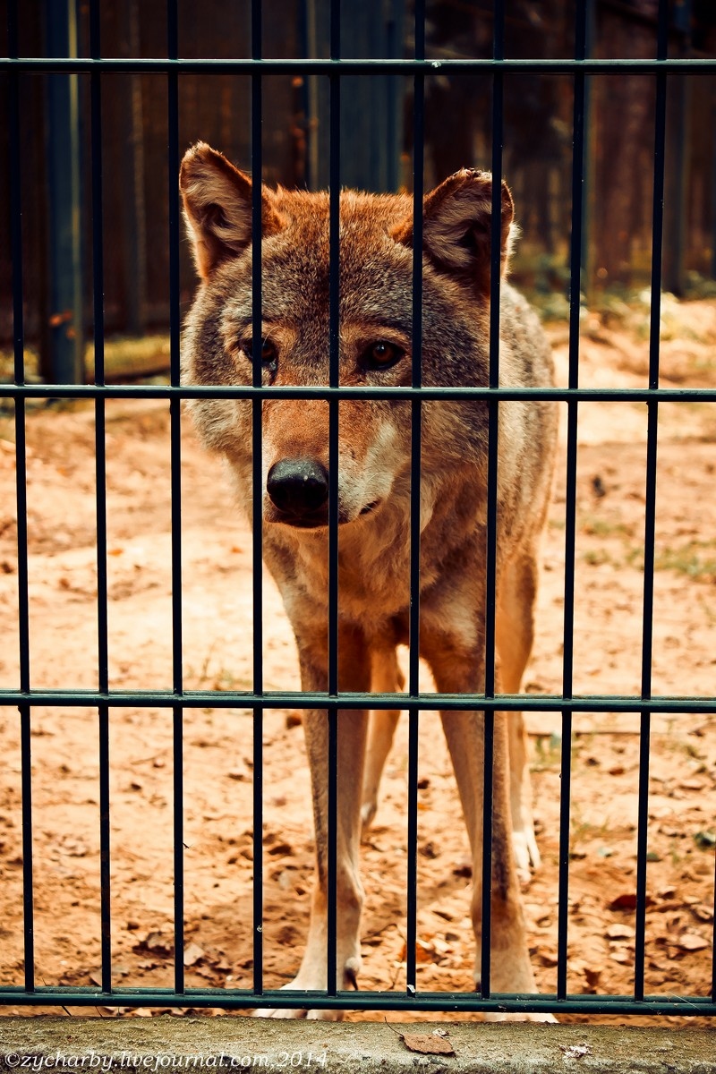 Волк в неволе | Фотограф Vadzim Zycharby | foto.by фото.бай
