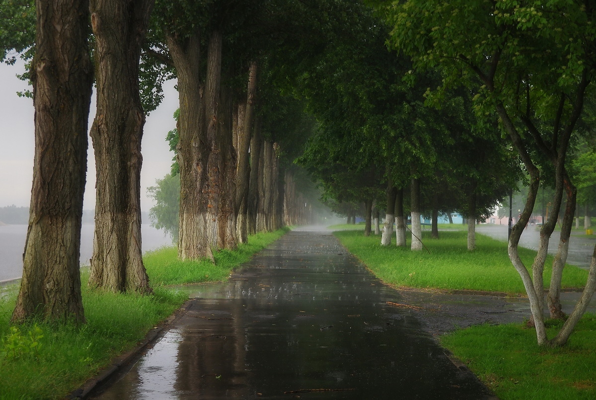 весенний дождь | Фотограф Сергей Шляга | foto.by фото.бай
