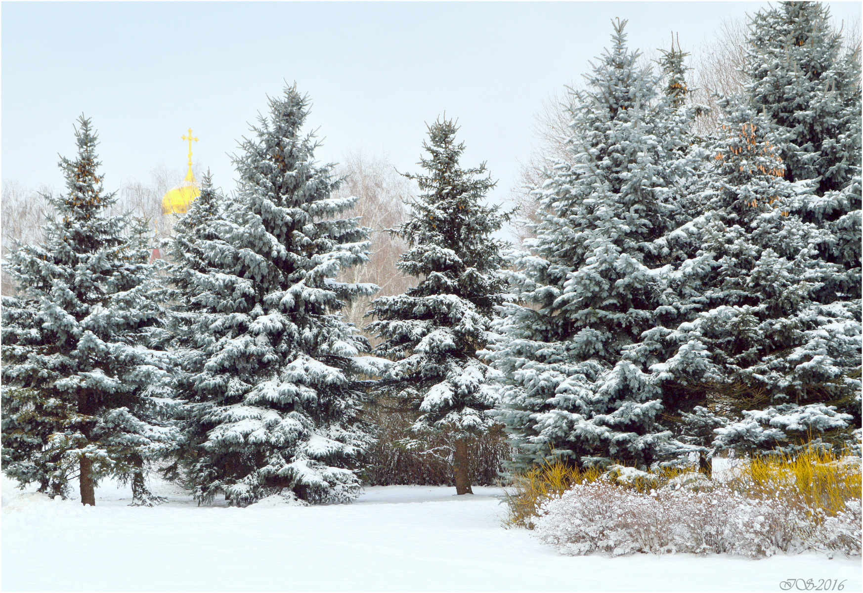 зима | Фотограф Игорь Сафонов | foto.by фото.бай