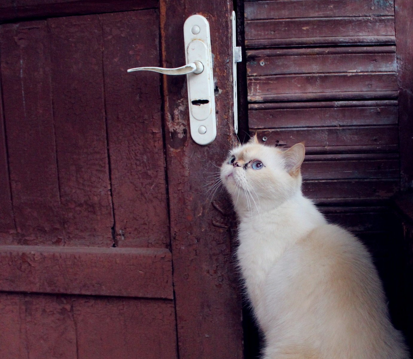 Откройте дверь | Фотограф Elena VOLOTOVSKAYA | foto.by фото.бай