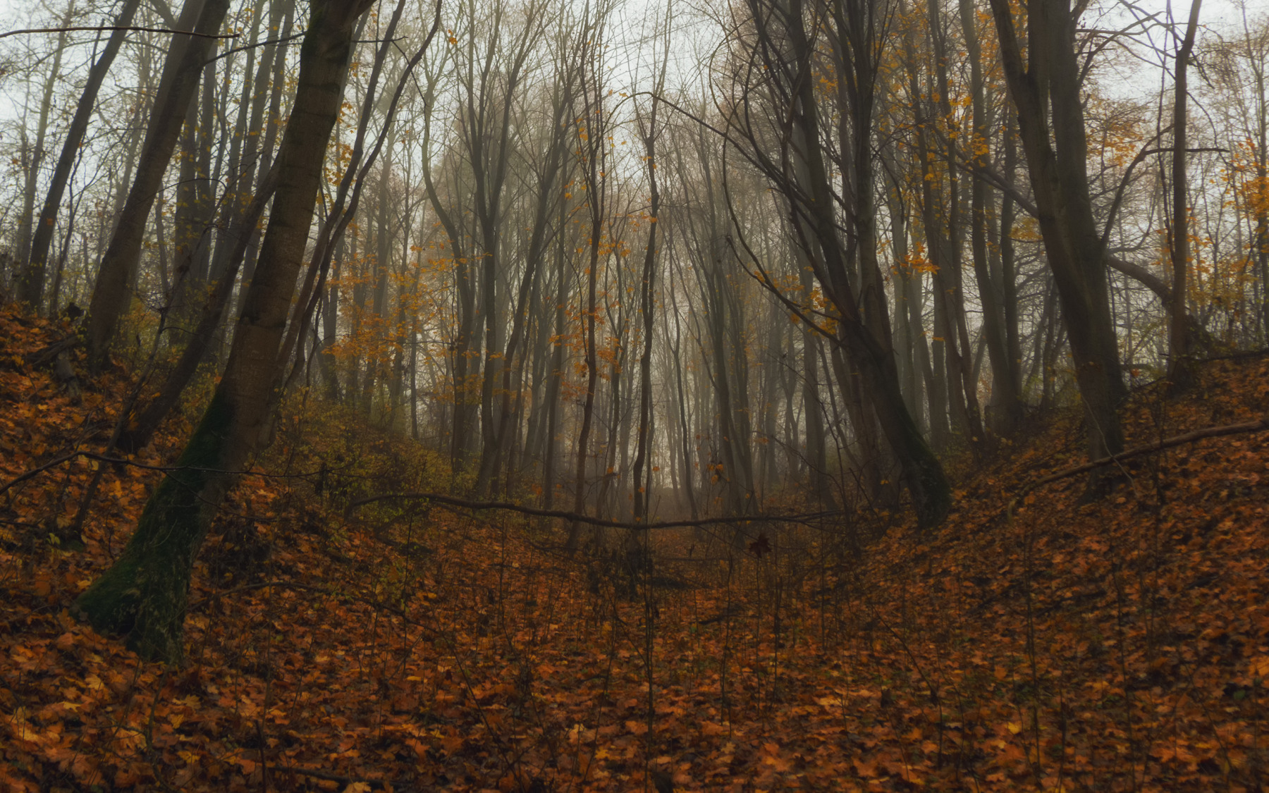 Осенью в овраге | Фотограф Сергей Дишук | foto.by фото.бай