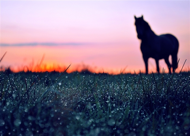 Лошадь | Фотограф Аня Черняк | foto.by фото.бай