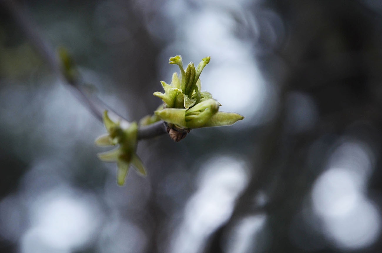 Весна - шанс начать все сначала. | Фотограф tany naumovich | foto.by фото.бай