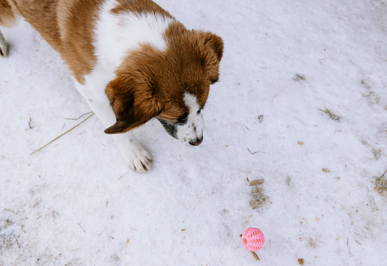 Фотограф в Минске - семейный, свадебный, репортажный фотограф. Фотосъёмка крещения, дня рождения, юбилея, венчания, корпоратива в Минске., фотография от 18.02.2026