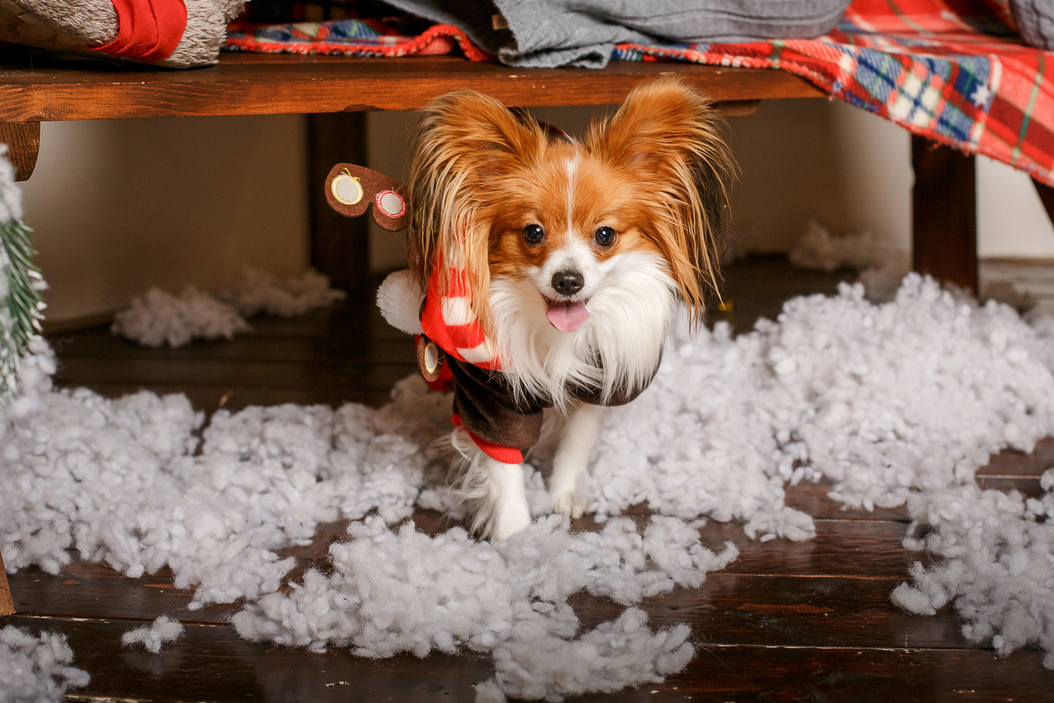 Фотограф Борис Карасик, фотография от 09.01.2019