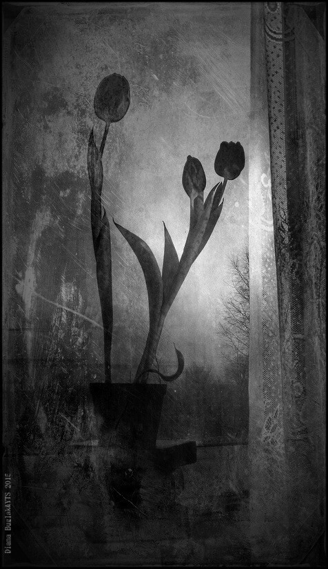 Про тюльпаны | Фотограф Диана Буглак-Диковицкая | foto.by фото.бай
