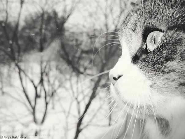 Глазами кота | Фотограф Дарья Эсауленко | foto.by фото.бай