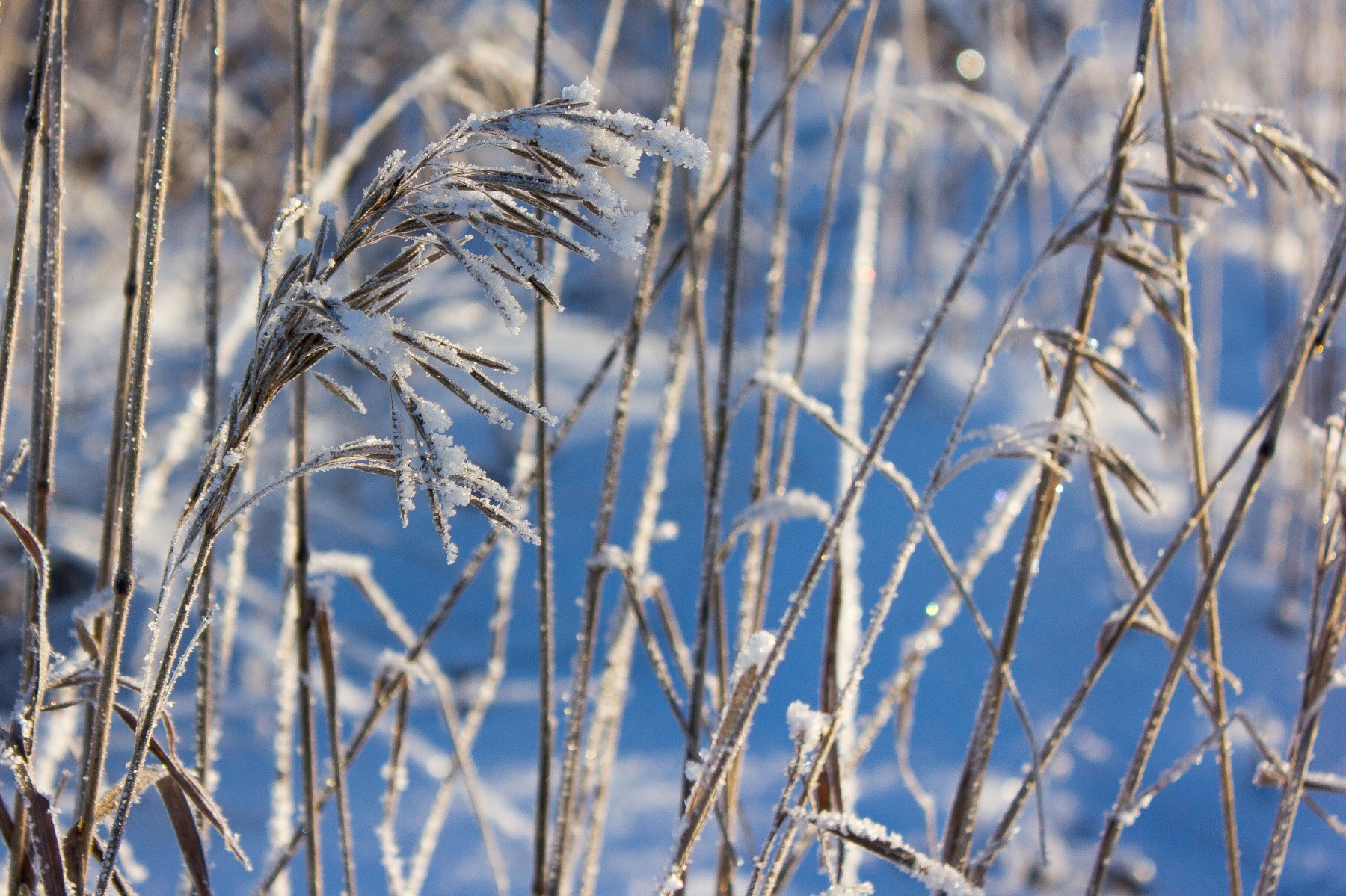 Художественная ценность сухой травы зимой | Фотограф Евгений Пищало | foto.by фото.бай