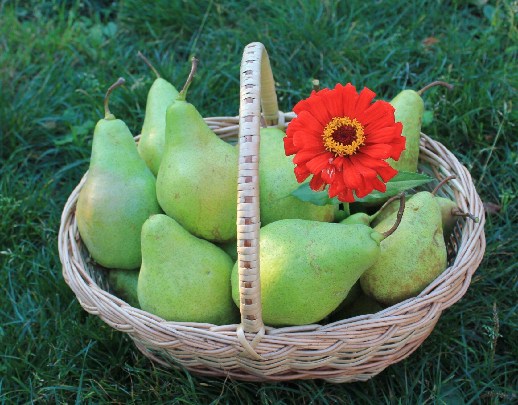 Груши | Фотограф Людмила Выганная | foto.by фото.бай