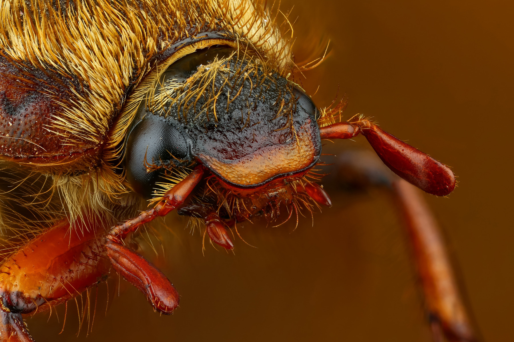 Портрет майского жука | Фотограф Андрей Шаповалов | foto.by фото.бай