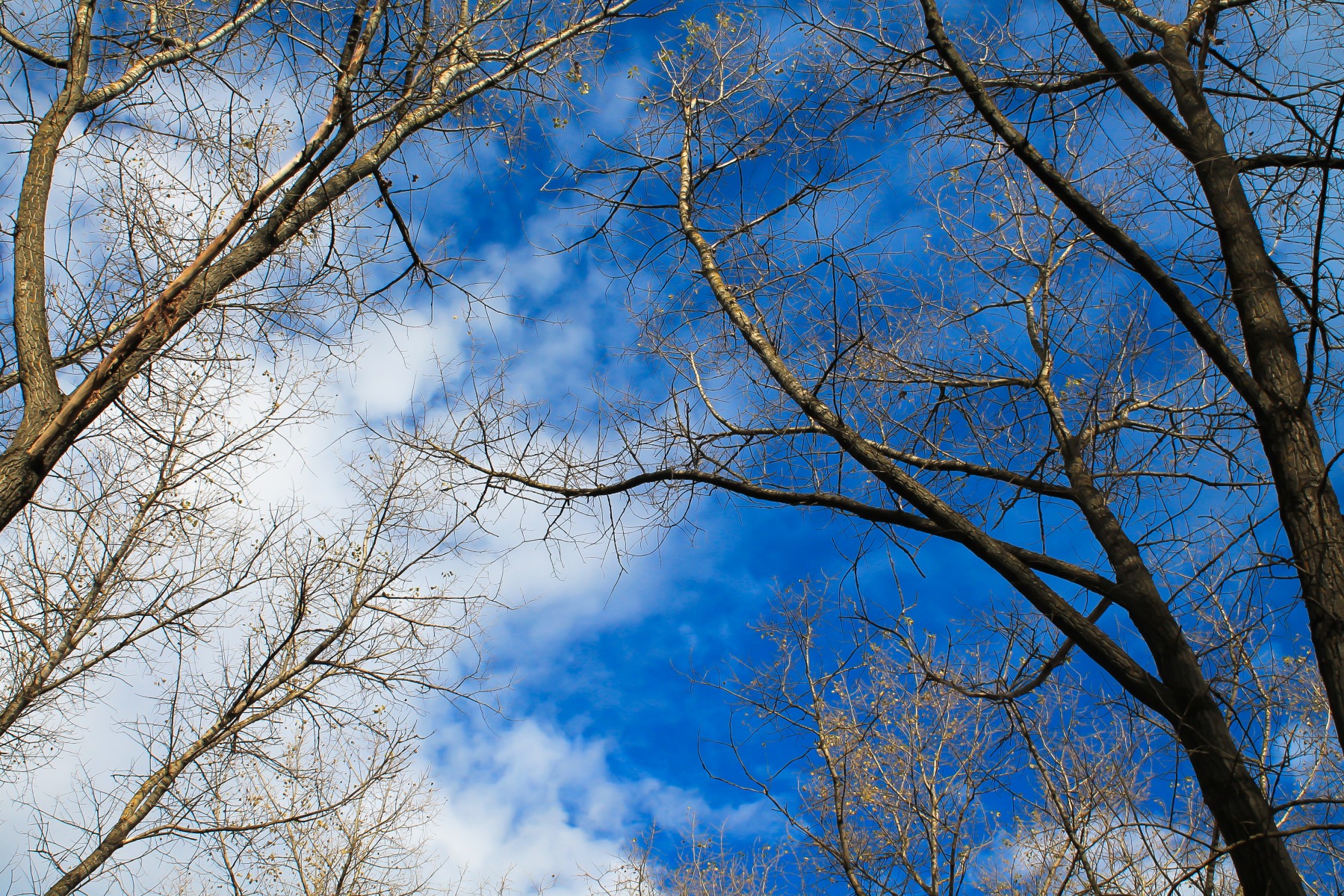 Синее небо | Фотограф Оля Чеченец | foto.by фото.бай