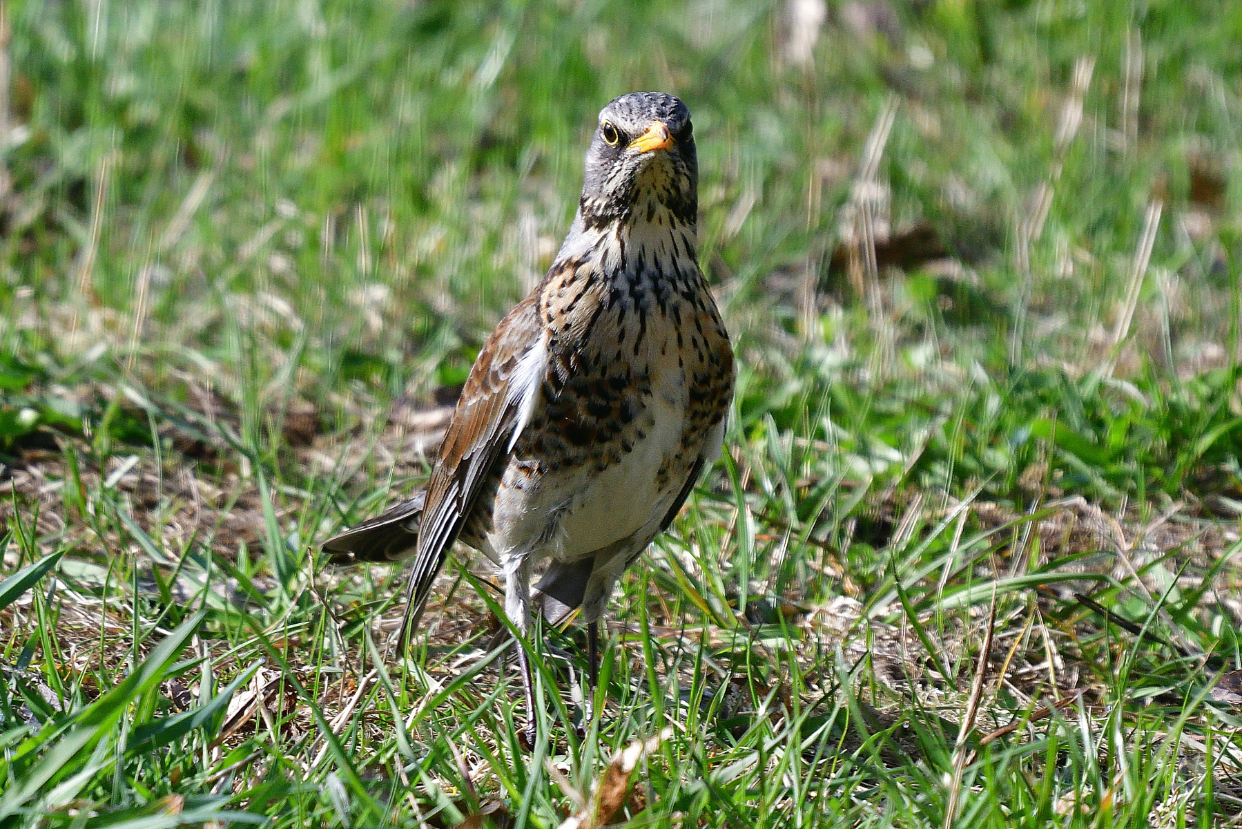 *** | foto.by фото.бай