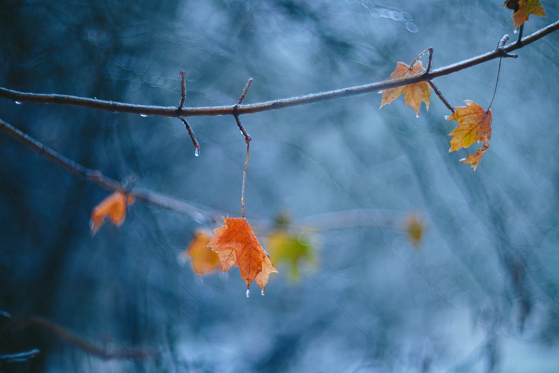 Слезы осени | Фотограф Артур Язубец | foto.by фото.бай