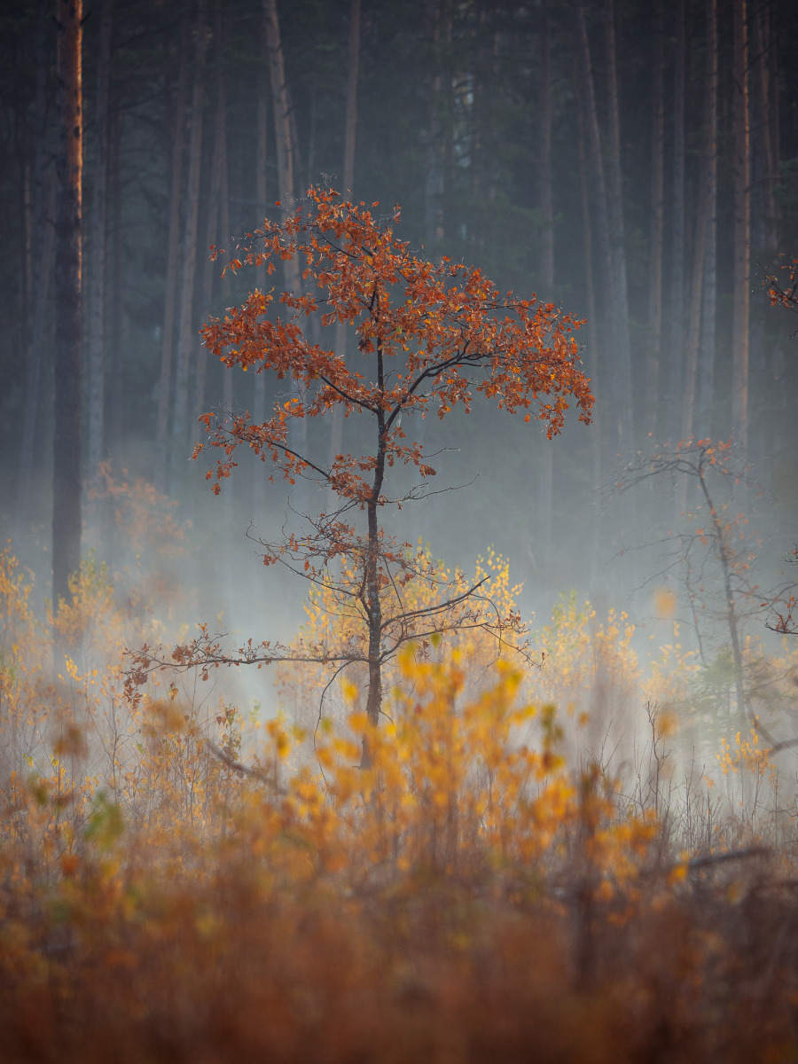 Апошнія фарбы восені | foto.by фото.бай