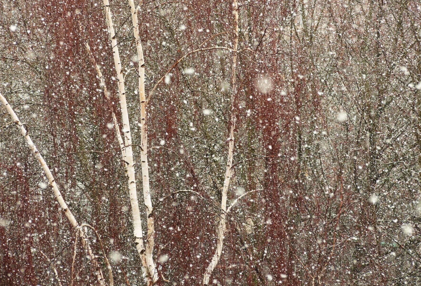 Снежань | Фотограф Глеб Латышевич | foto.by фото.бай