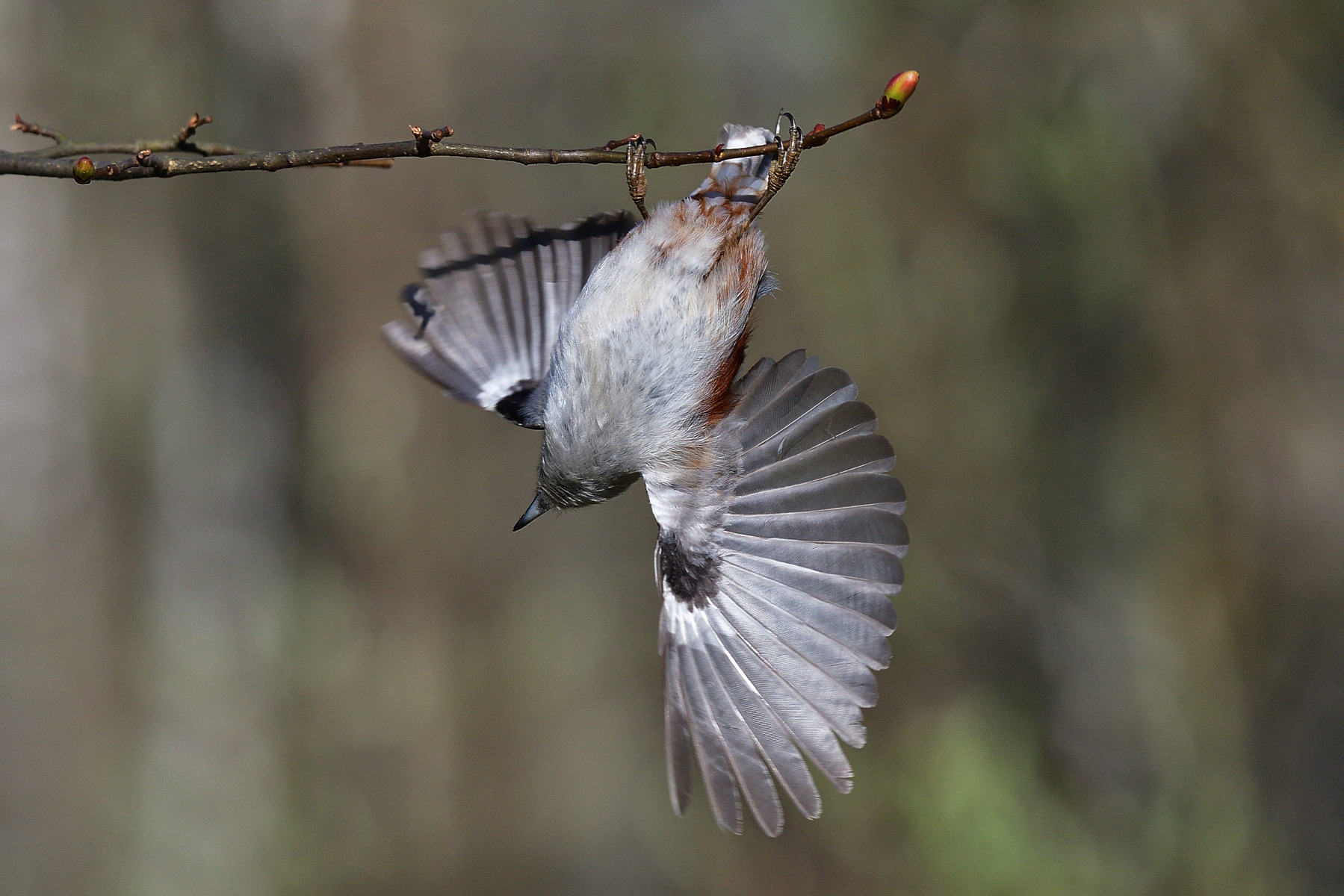 *** | foto.by фото.бай