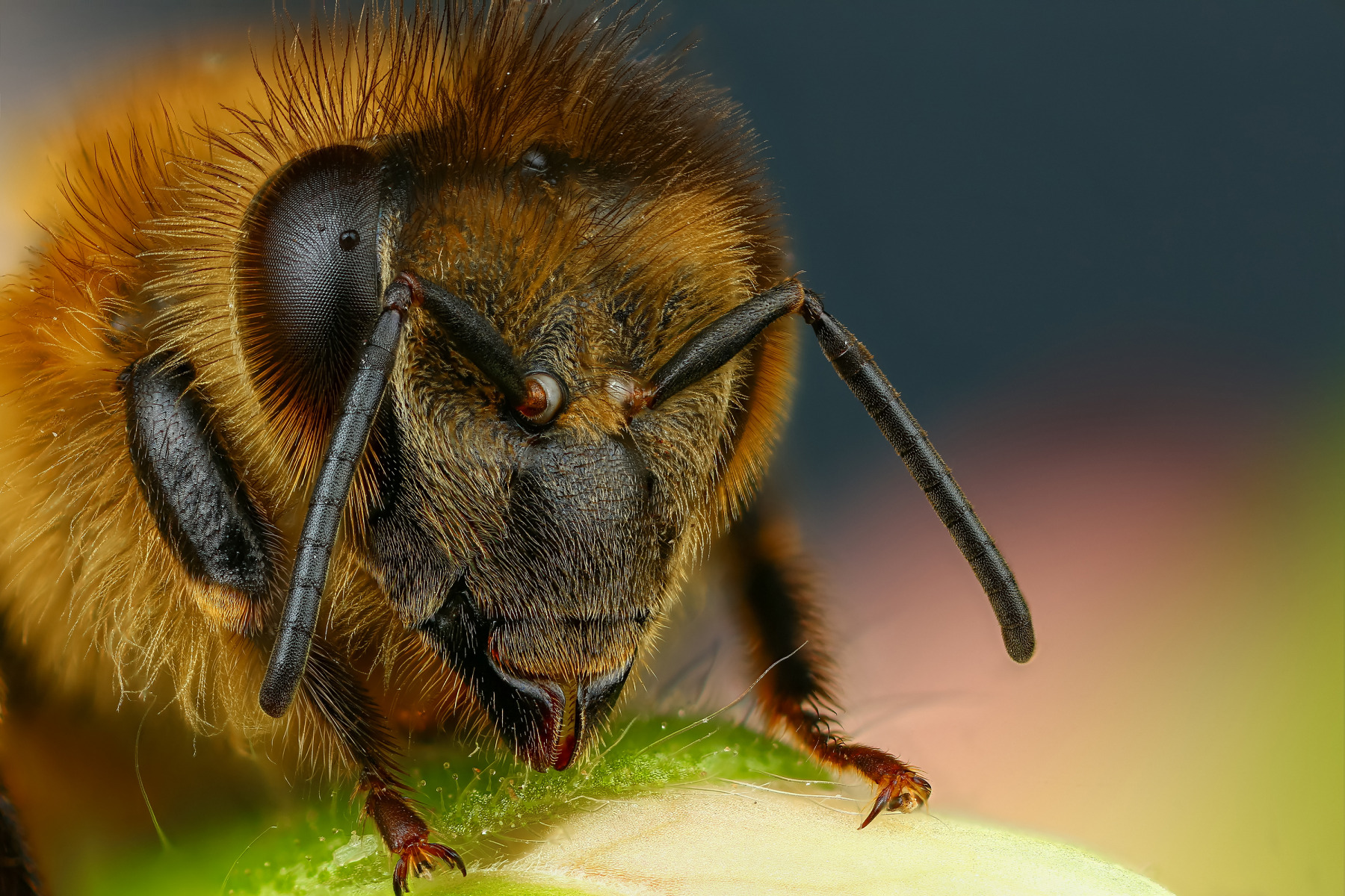 Пчелий портрет | Фотограф Андрей Шаповалов | foto.by фото.бай
