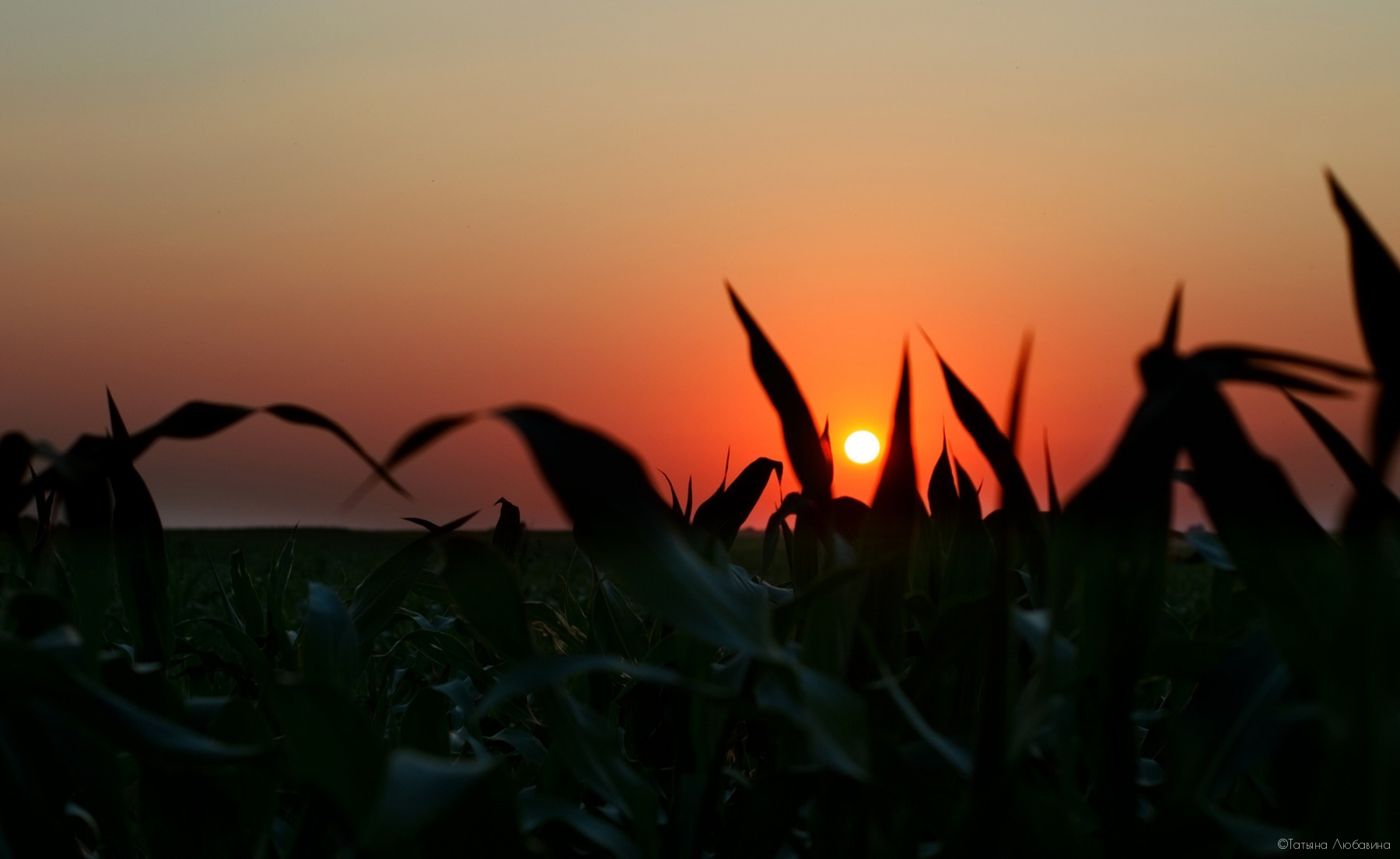Кукурузный закат | Фотограф Татьяна Любавина | foto.by фото.бай