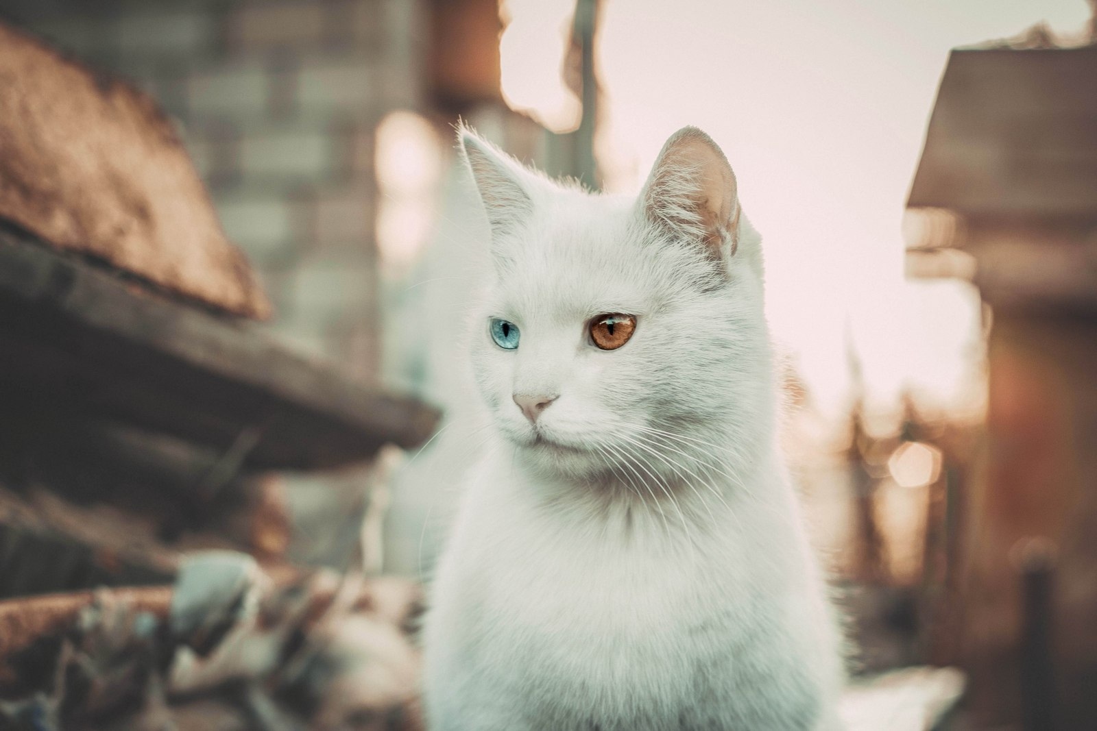 cat | Фотограф Анастасия Карс | foto.by фото.бай