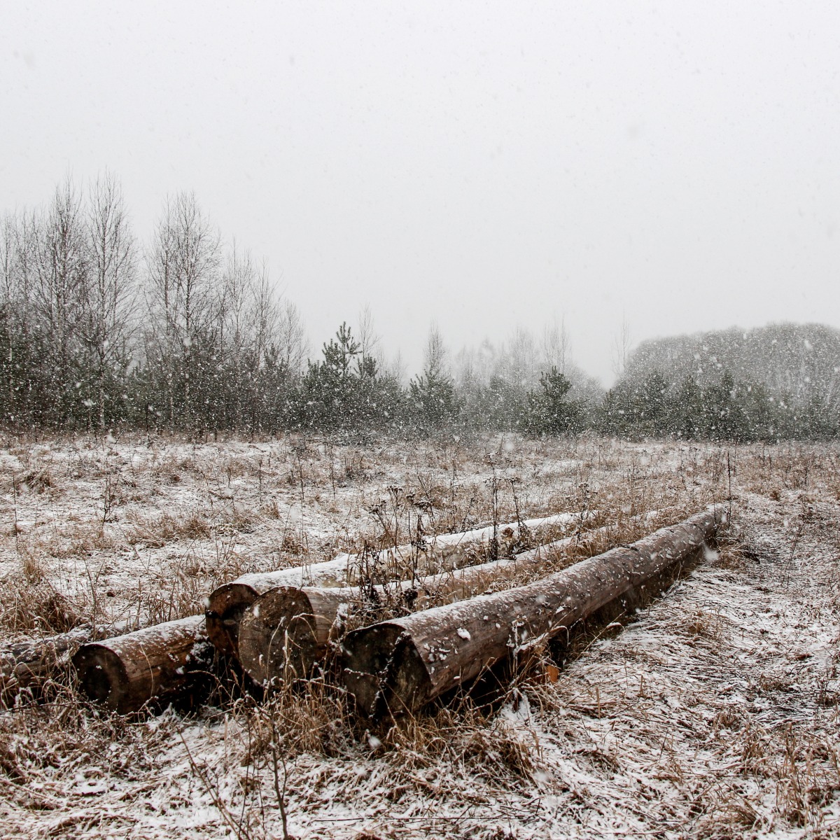 Падал снег | Фотограф Глеб Латышевич | foto.by фото.бай