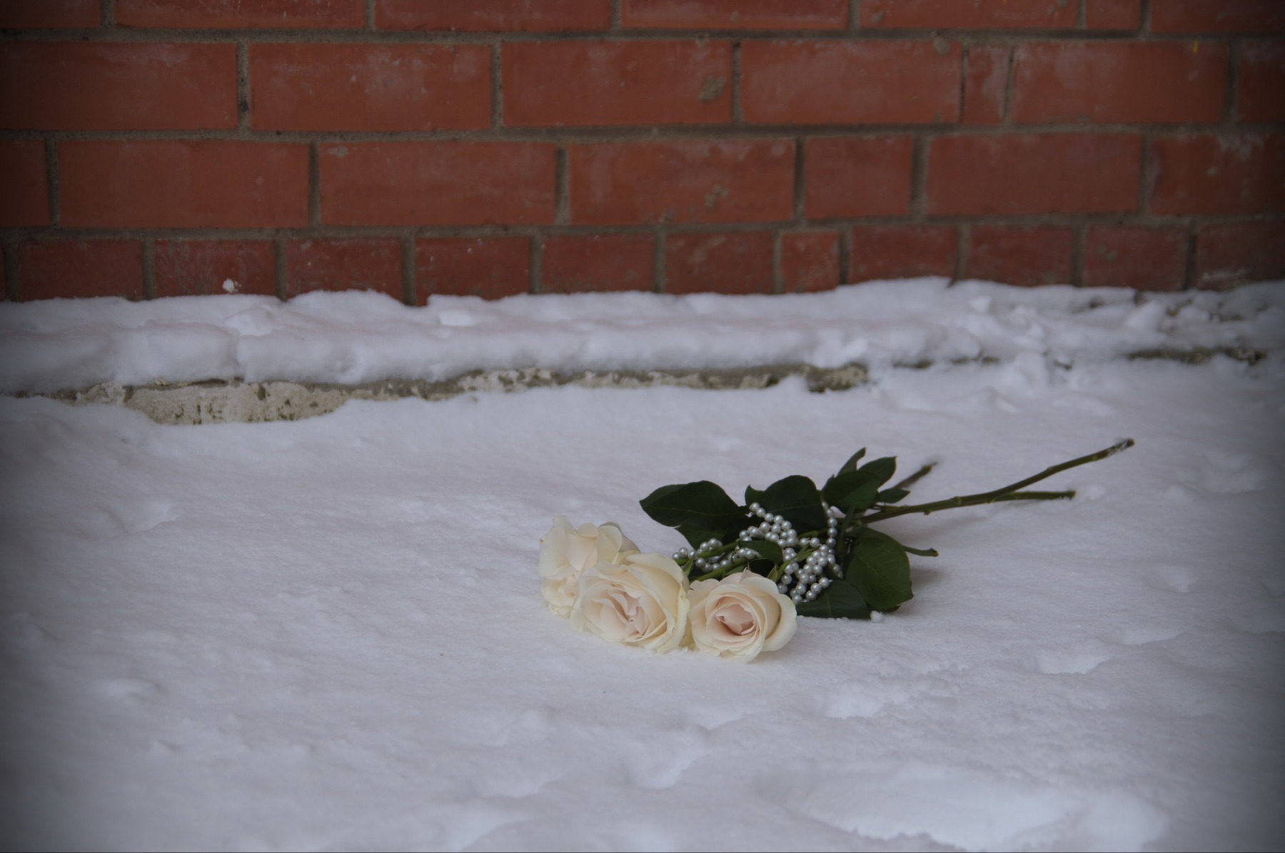 Белые розы, беззащитны шипы... | Фотограф Алеся Пушнякова | foto.by фото.бай