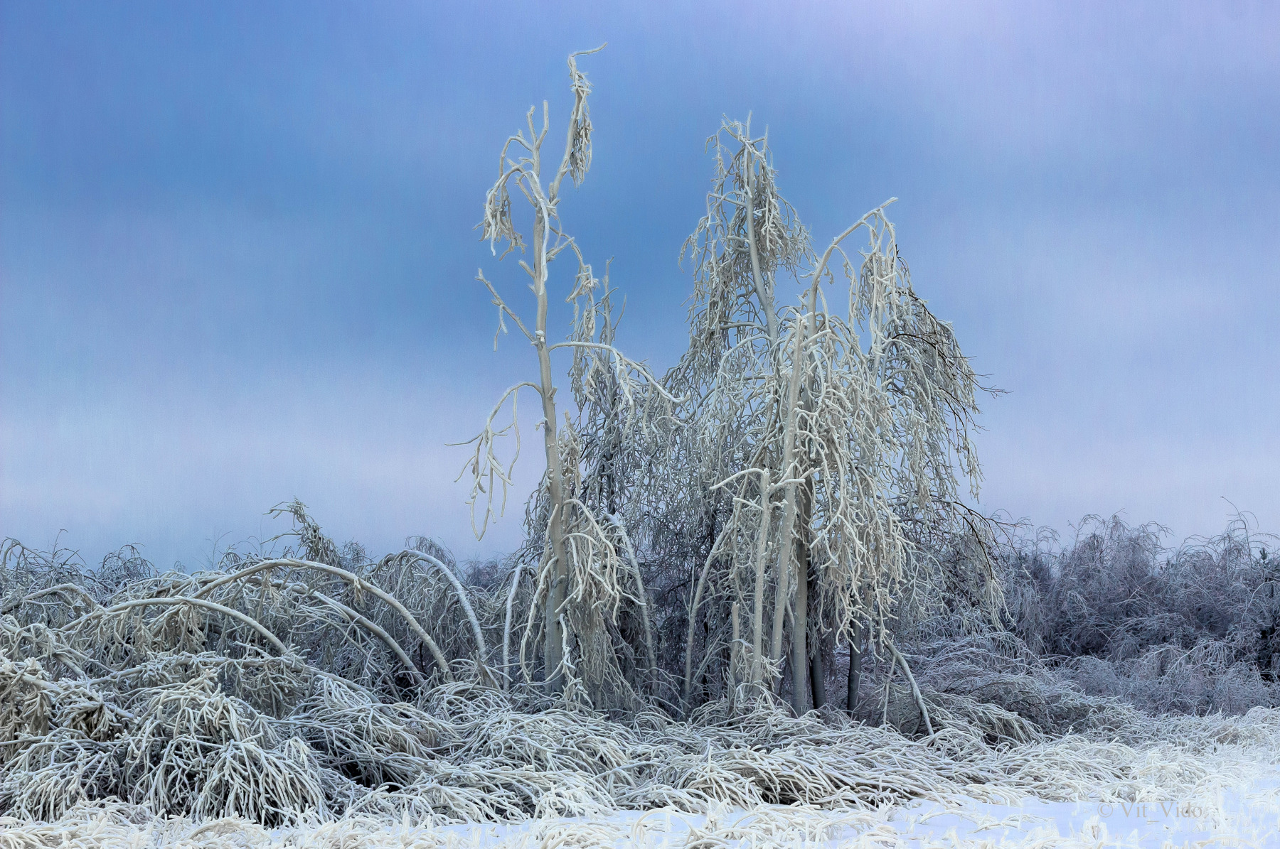 Зимний апокалипсис | Фотограф Виталий Дорош | foto.by фото.бай