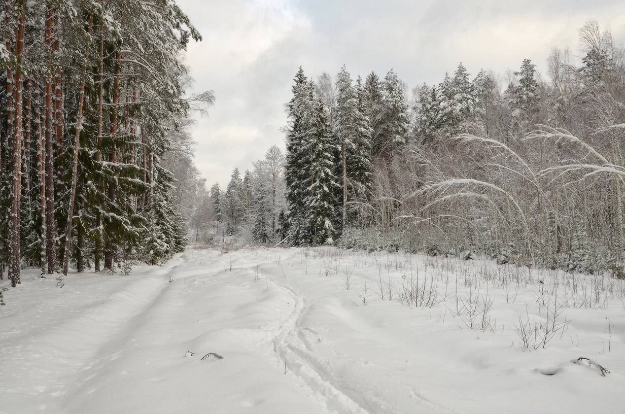 Лыжня | Фотограф Владимир Ковалёв | foto.by фото.бай
