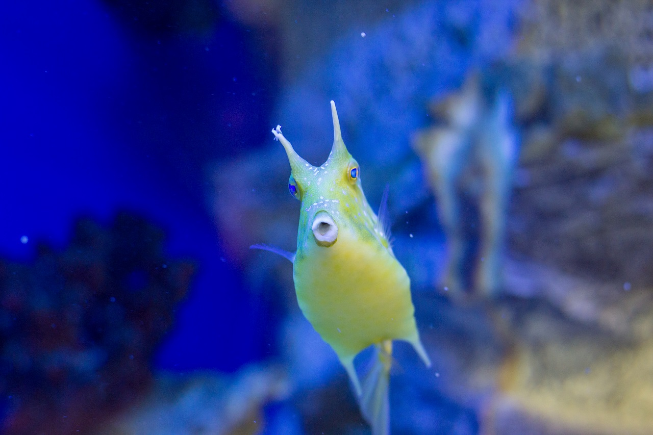 Необычная рыбка) | Фотограф Дмитрий Гусалов | foto.by фото.бай