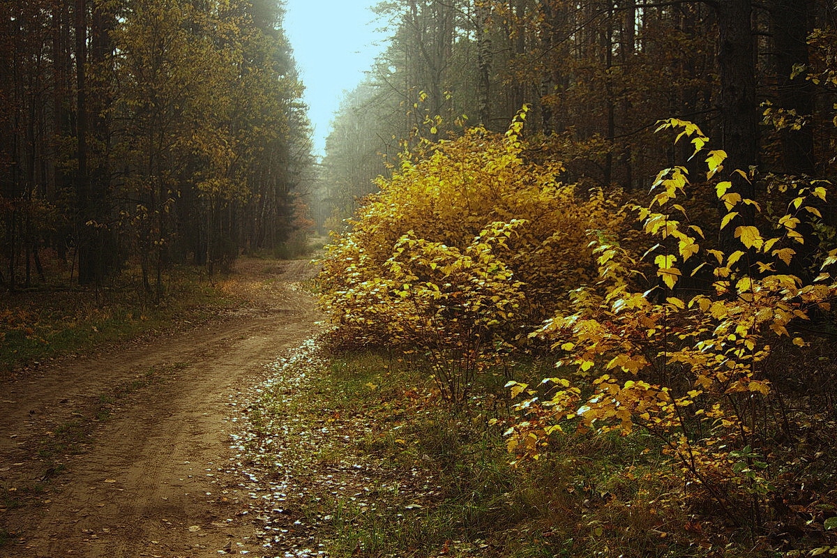 В лес | Фотограф Василий Якушев | foto.by фото.бай