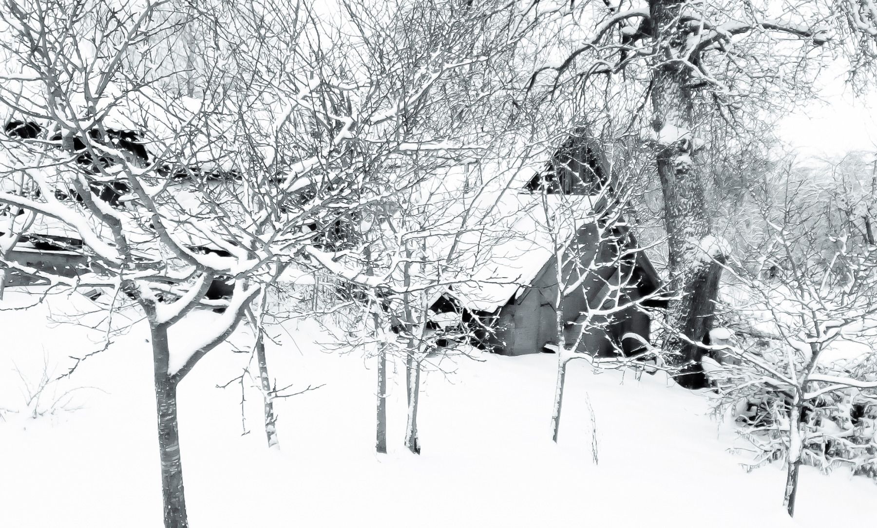снег в деревне | Фотограф василий раковец | foto.by фото.бай