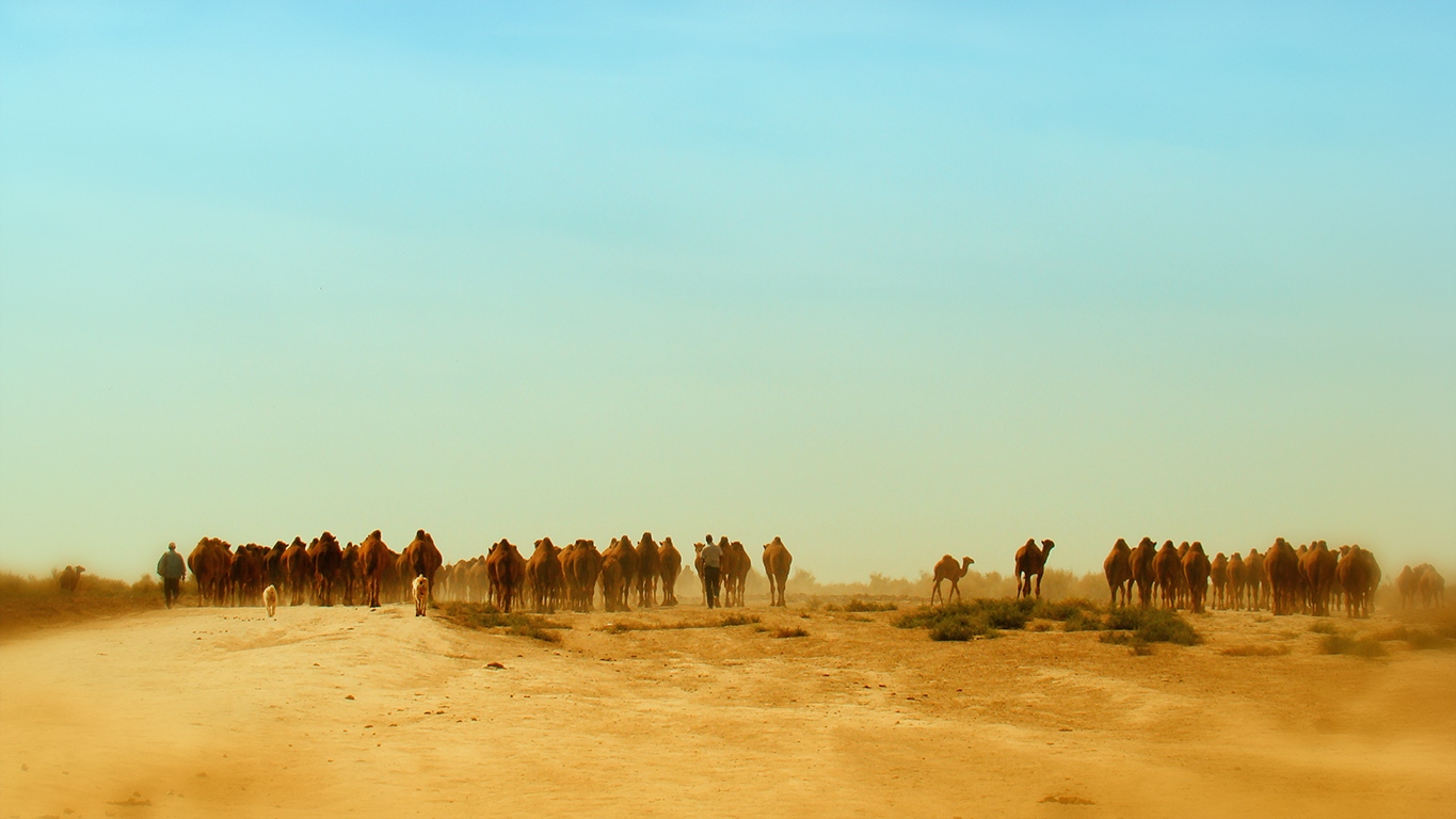 верблюды | Фотограф Rustam Mollayew | foto.by фото.бай