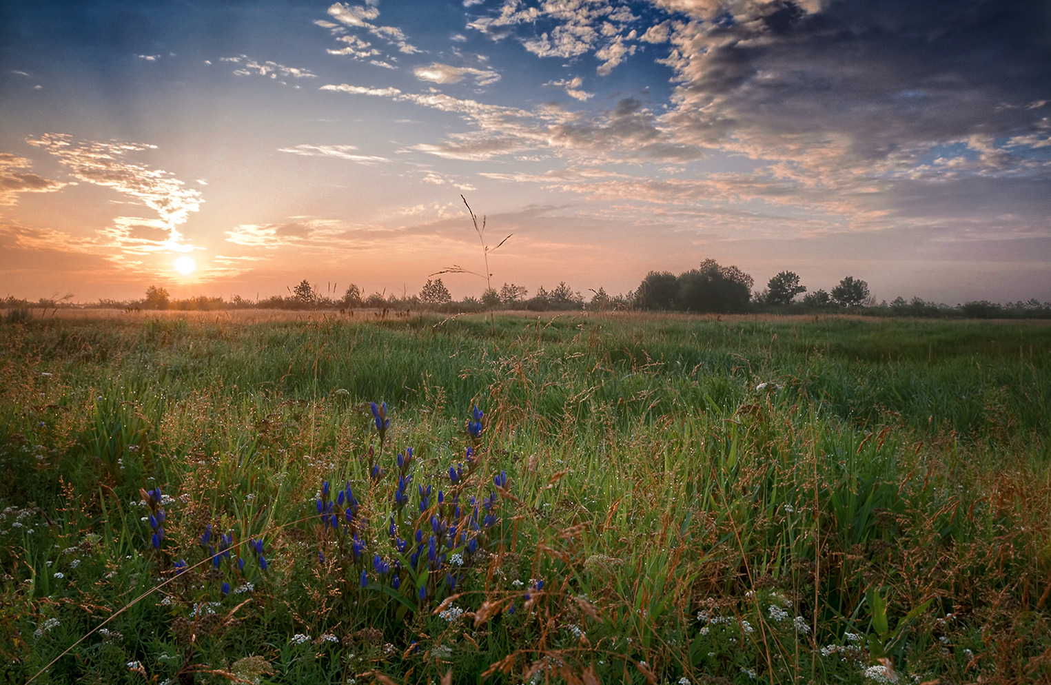 Травы луговые | Фотограф Александр Шатохин | foto.by фото.бай