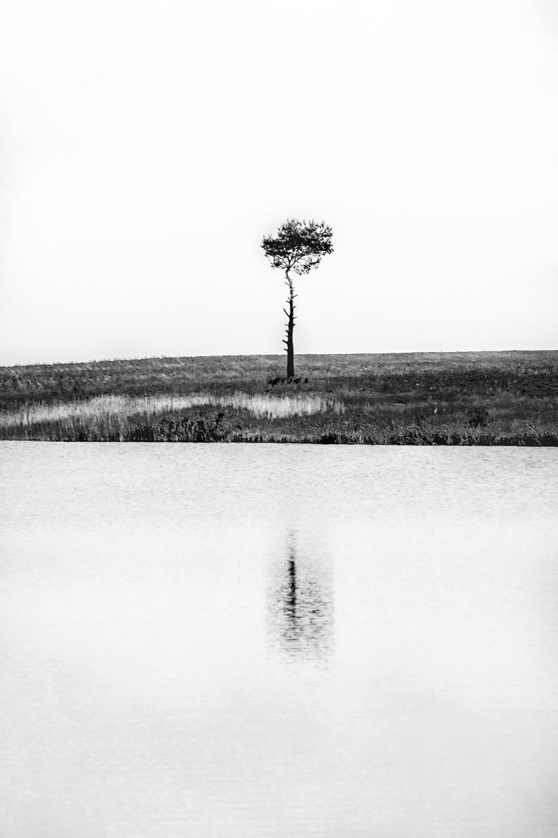 Pine | Фотограф Алексей Шандалин | foto.by фото.бай