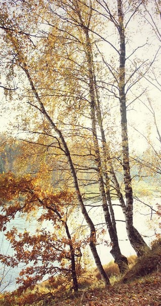 Осень | Фотограф Elena VOLOTOVSKAYA | foto.by фото.бай