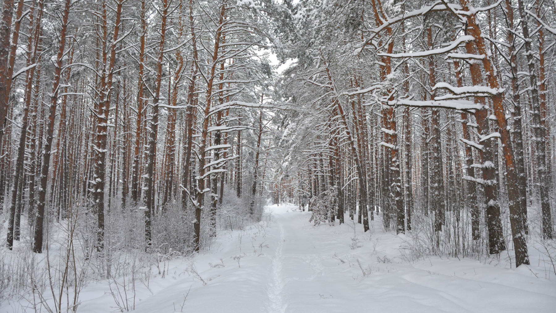 Замело белым-бело | foto.by фото.бай