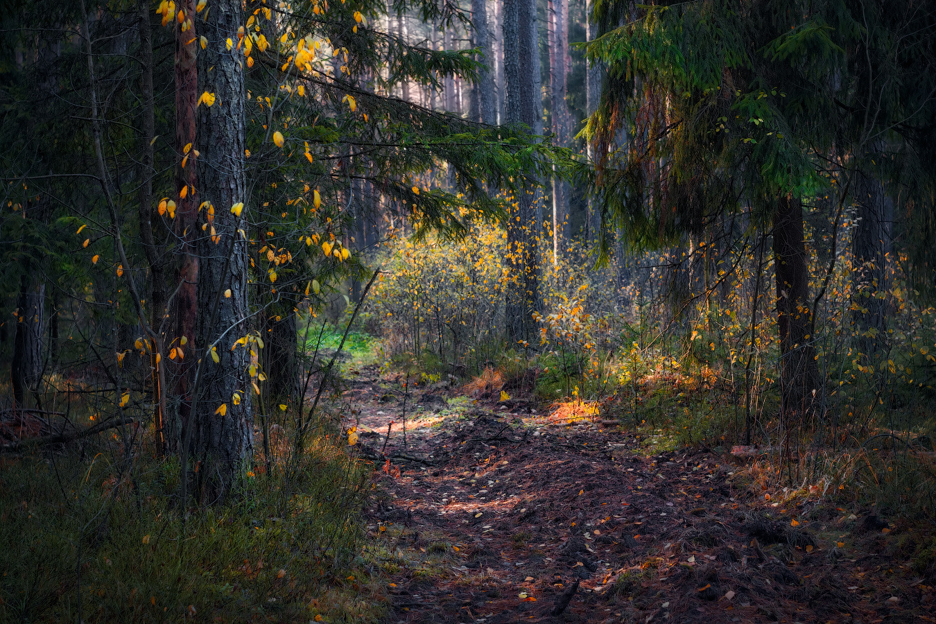 В осеннем лесу | Фотограф Сергей Шабуневич | foto.by фото.бай
