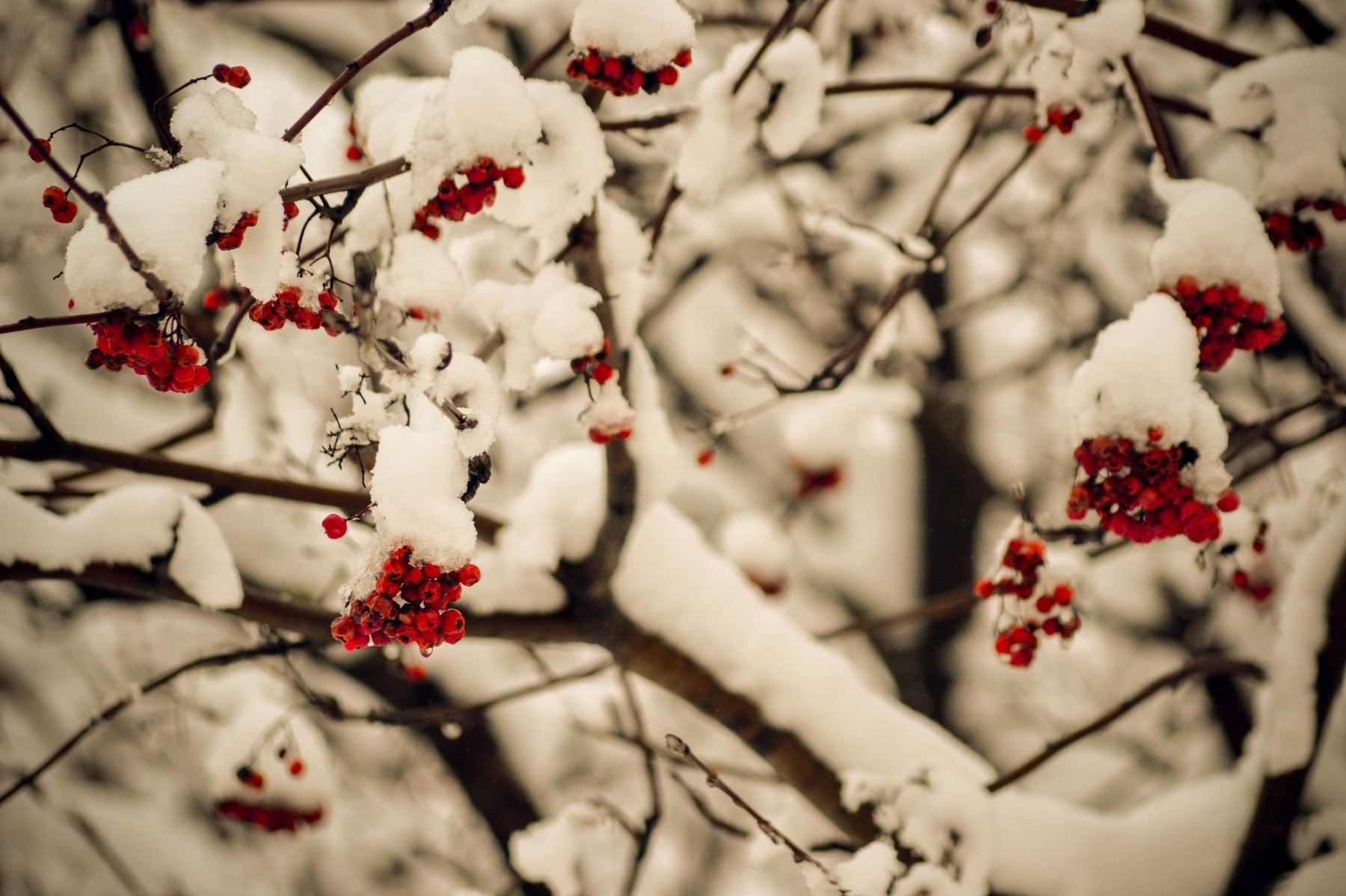 Дыхание осени зимой. | Фотограф Надежда Войтешонок | foto.by фото.бай