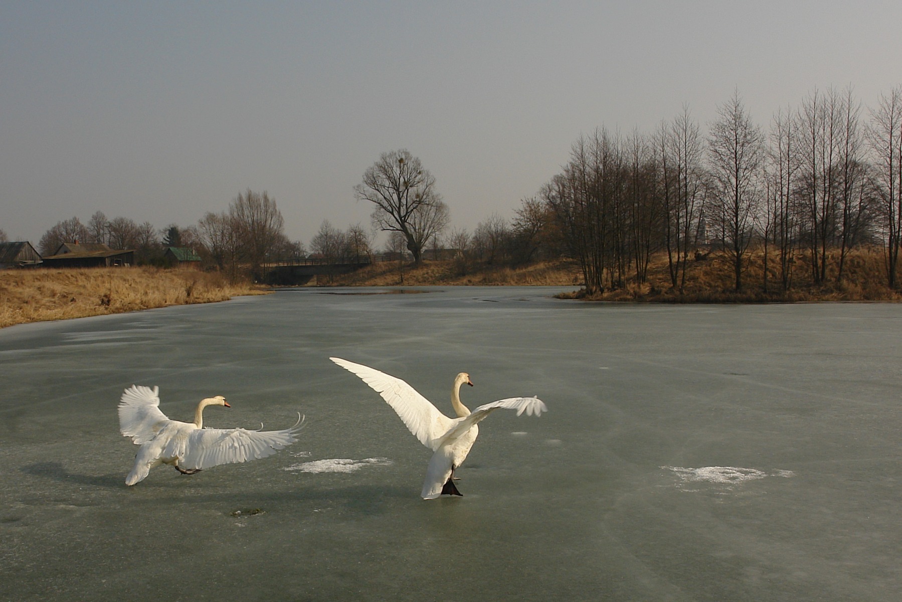из серии лебеди | Фотограф Сергей Тарасюк | foto.by фото.бай