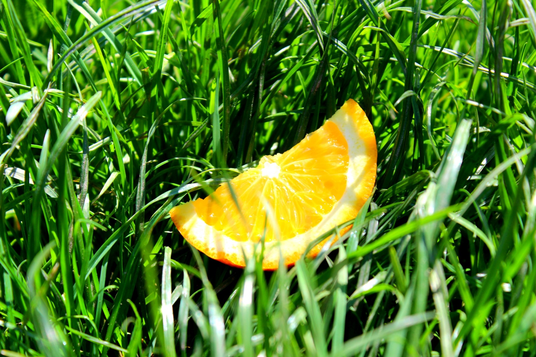 Апельсин | Фотограф Анна Черняк | foto.by фото.бай