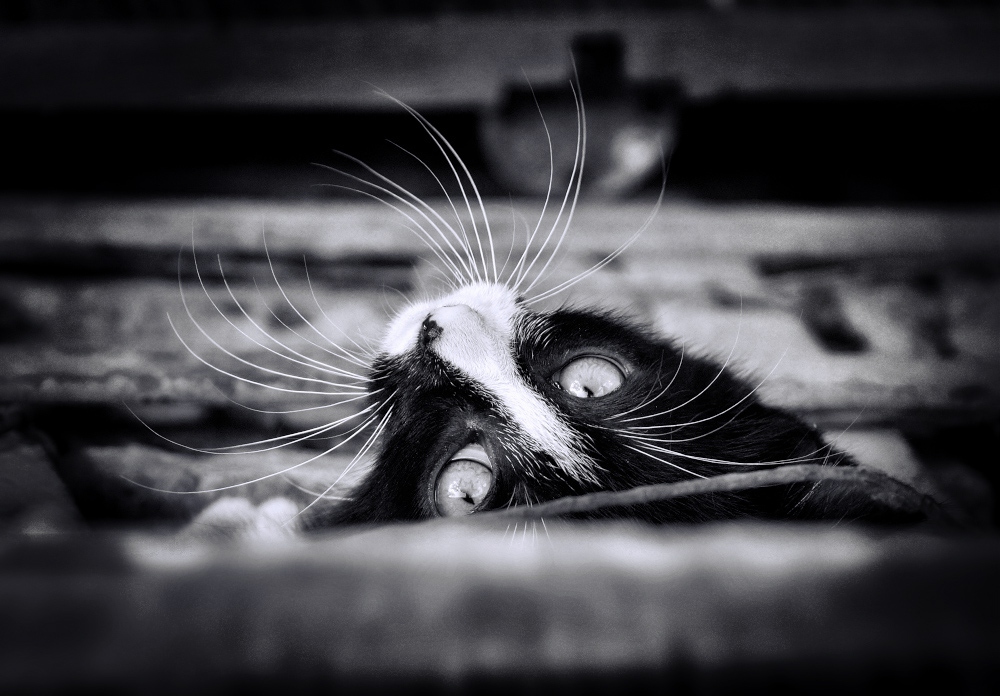 Серия "Кошки" | Фотограф Лариса Пашкевич | foto.by фото.бай