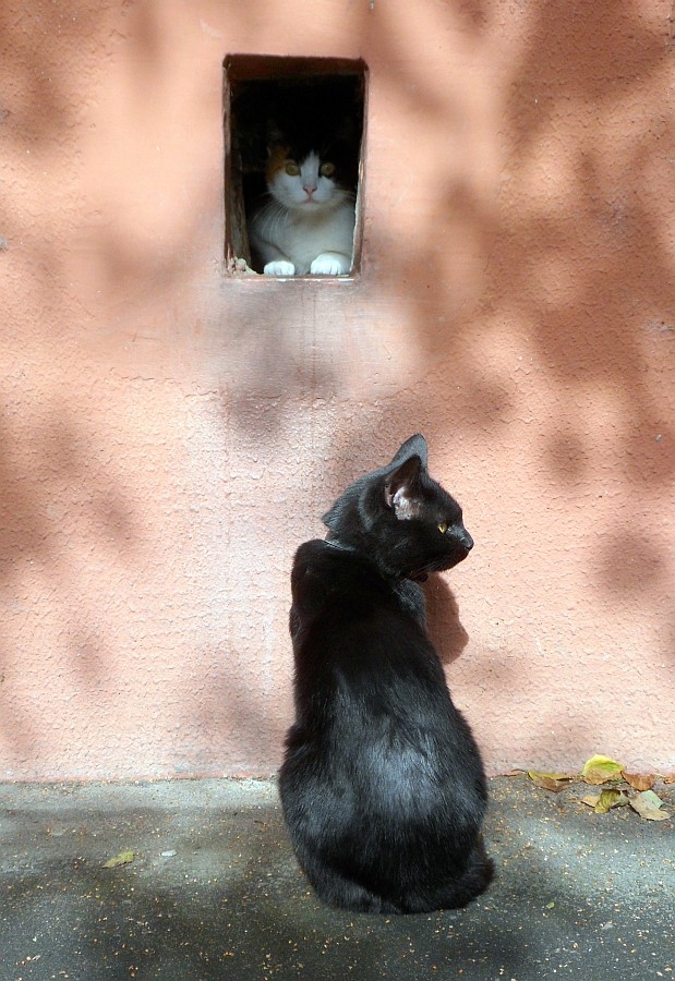 Кошка, кошка, выгляни в окошко! | Фотограф Михаил Гут | foto.by фото.бай
